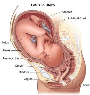 foetus-in-utero-142107.jpg